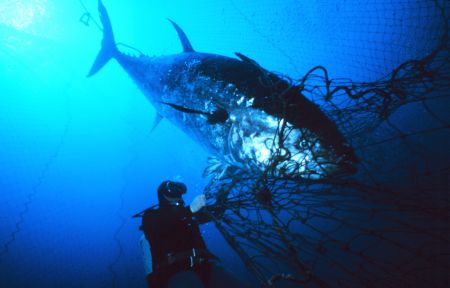 The Atlantic Bluefin tuna was listed as endangered in 2011 by the Committee of the Status of Endangered Wildlife in Canada. Since then, Canada has supported an increase in tuna quota of 250 tonnes per year, which has received criticism from conservation groups and praise from industry. Danilo Cedrone photo