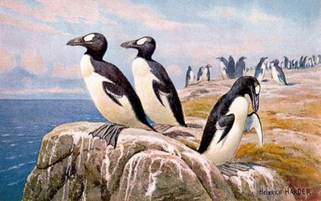 The last confirmed encounter between humans and the great auk took place June 3, 1844, when two were killed by fishermen on the coast of Iceland. This is a species which once occupied beaches across the entire Atlantic Ocean, including those in Atlantic Canada. Painting by Heinrich Harder (1858-1935)