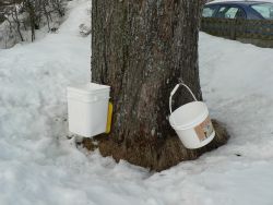 My neigbour let me tap her maple tree. This does not harm the tree.