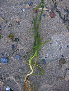 Frond of the humble but mighty eelgrass.