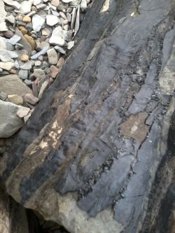 coal bark
