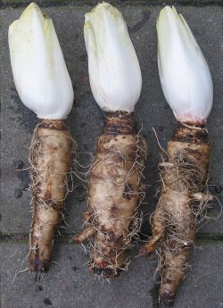 The endive forced into winter production (picture by 3.0 from wikimedia